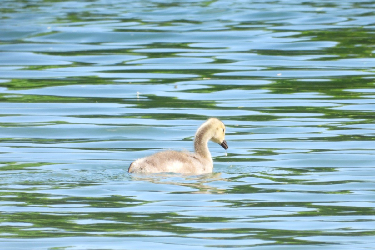 Canada Goose - Marc antoine Lafrance