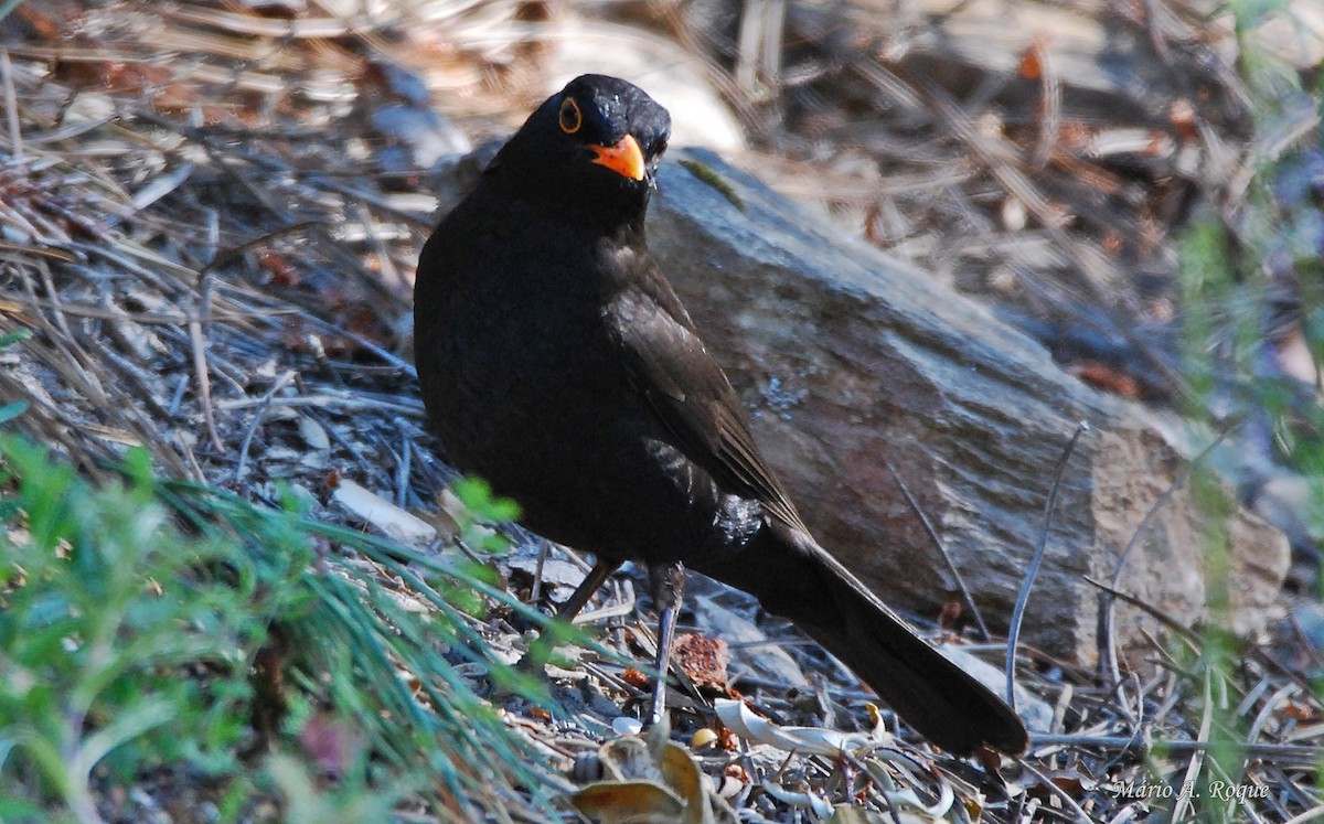 Eurasian Blackbird - Mário Roque