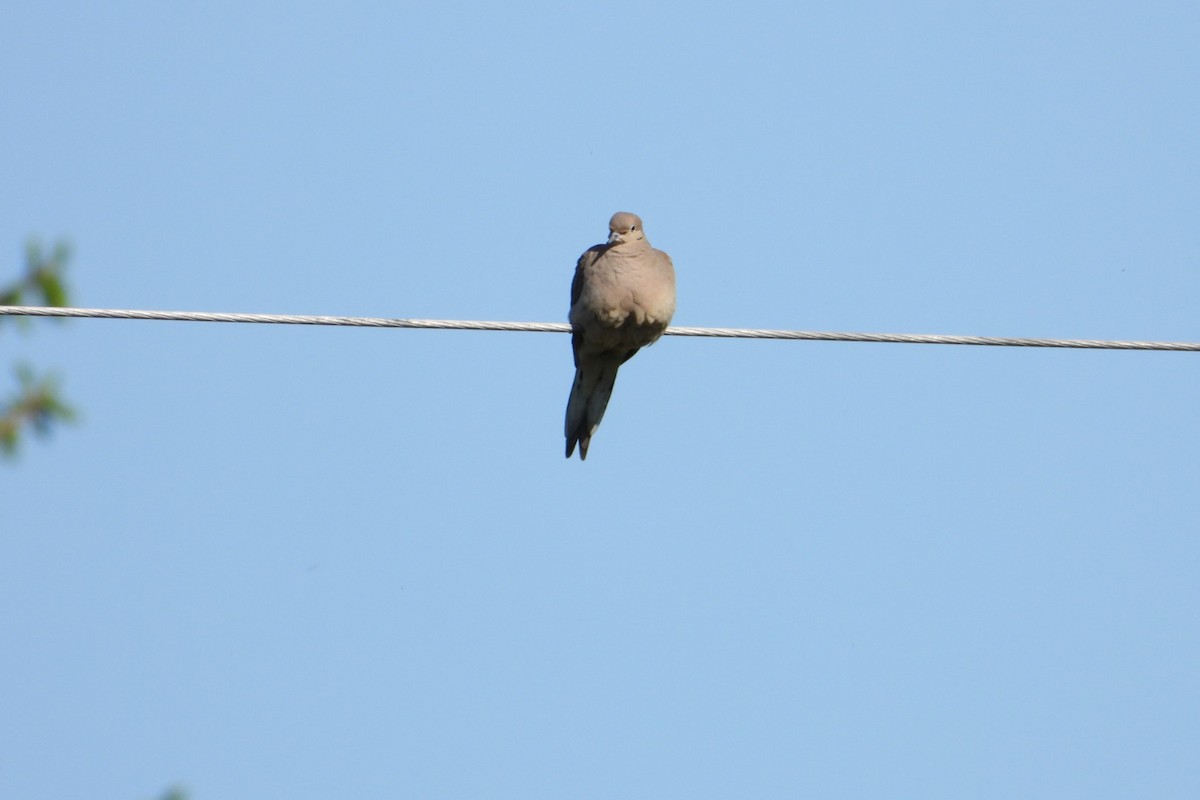 Mourning Dove - Marc antoine Lafrance