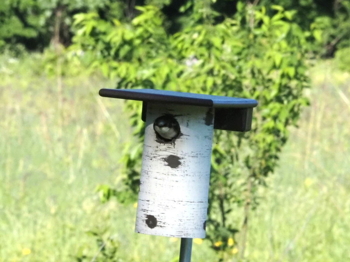 Tree Swallow - Bob Maddox