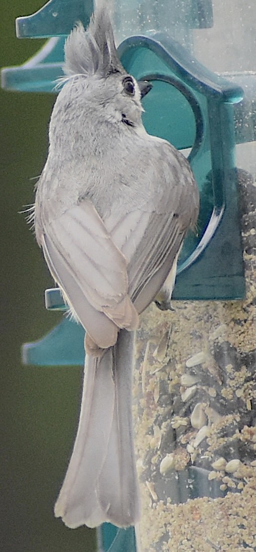 Tufted Titmouse - Dale Morrow