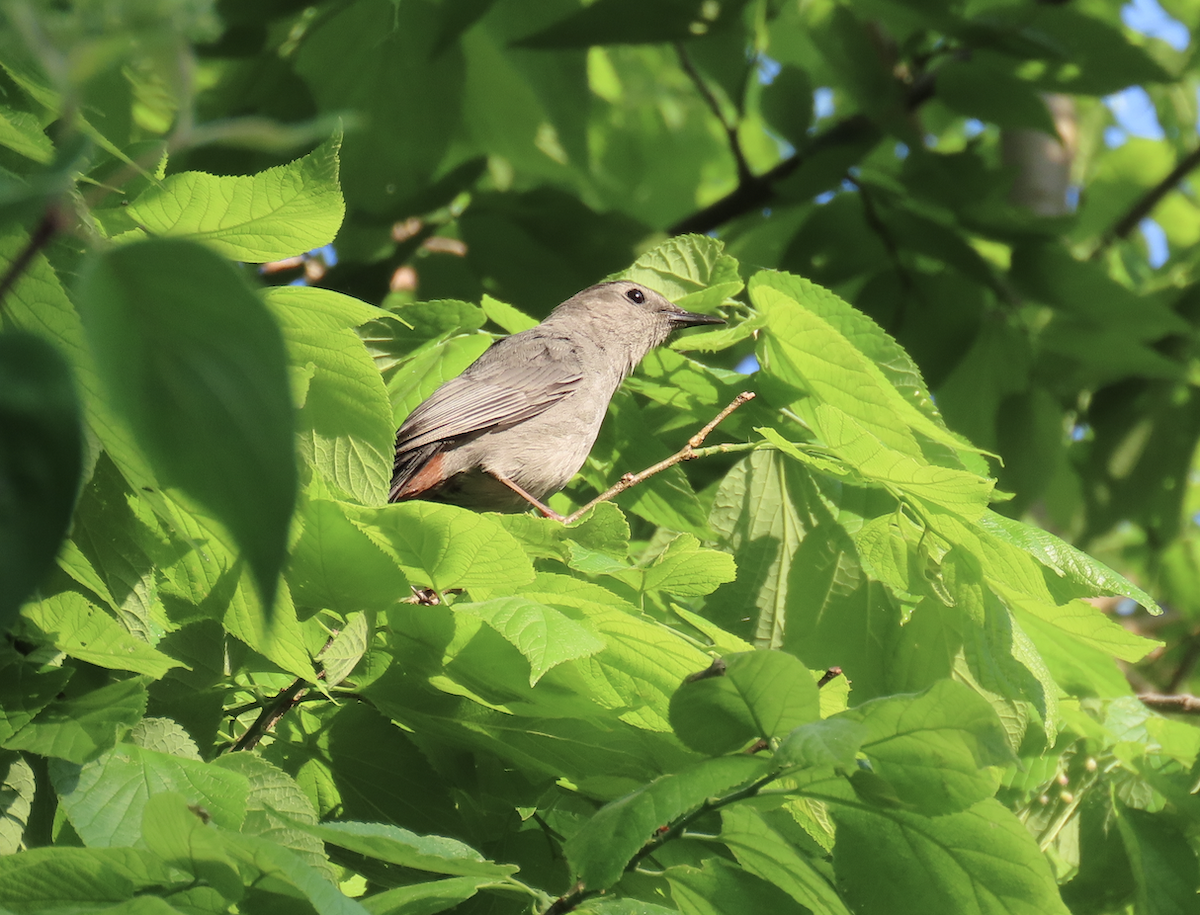 Gray Catbird - Angie Trumbo