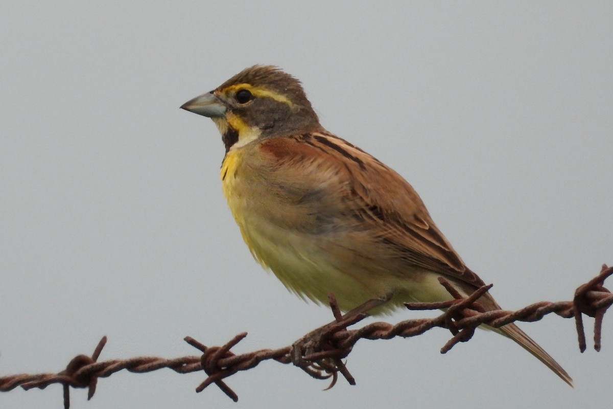 Dickcissel - Anne Ensign