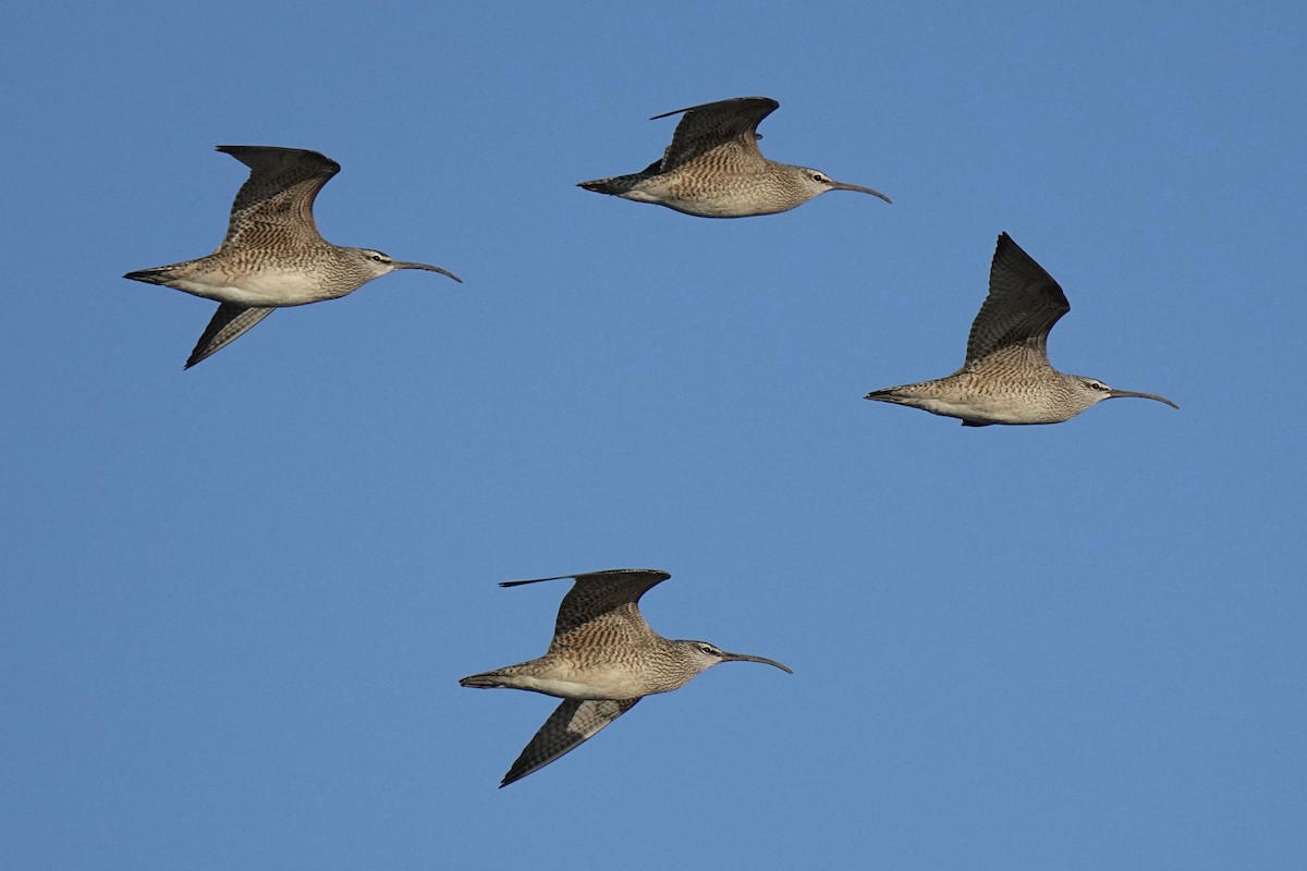 Whimbrel - Sabine Jessen