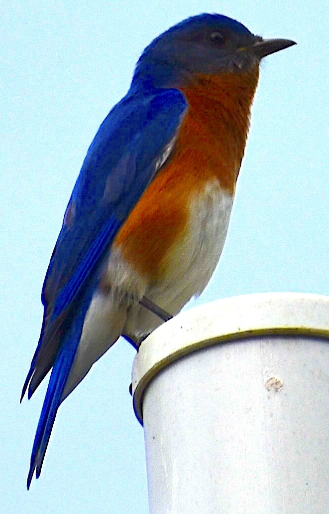 Eastern Bluebird - Dale Morrow