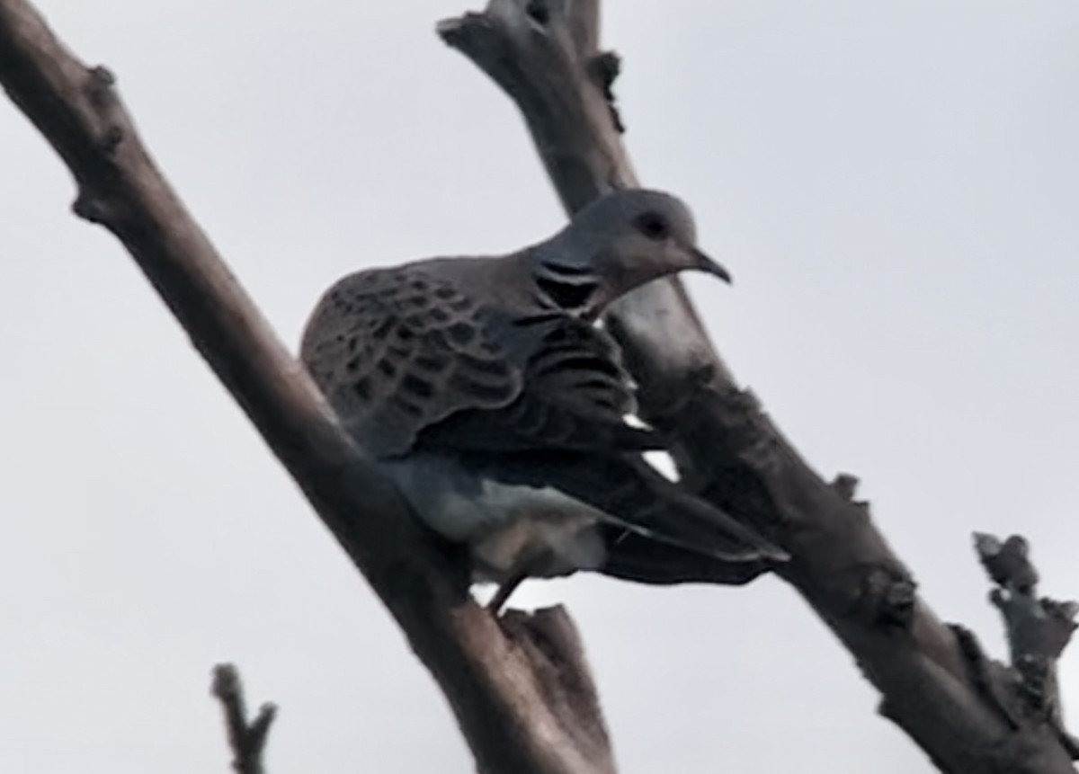 European Turtle-Dove - Patrick Finch