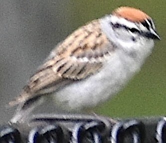 Chipping Sparrow - Dale Morrow