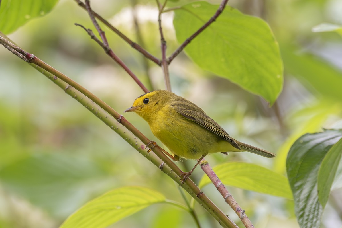 Wilson's Warbler - Ed Kingma