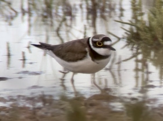 Little Ringed Plover - Patrick Finch