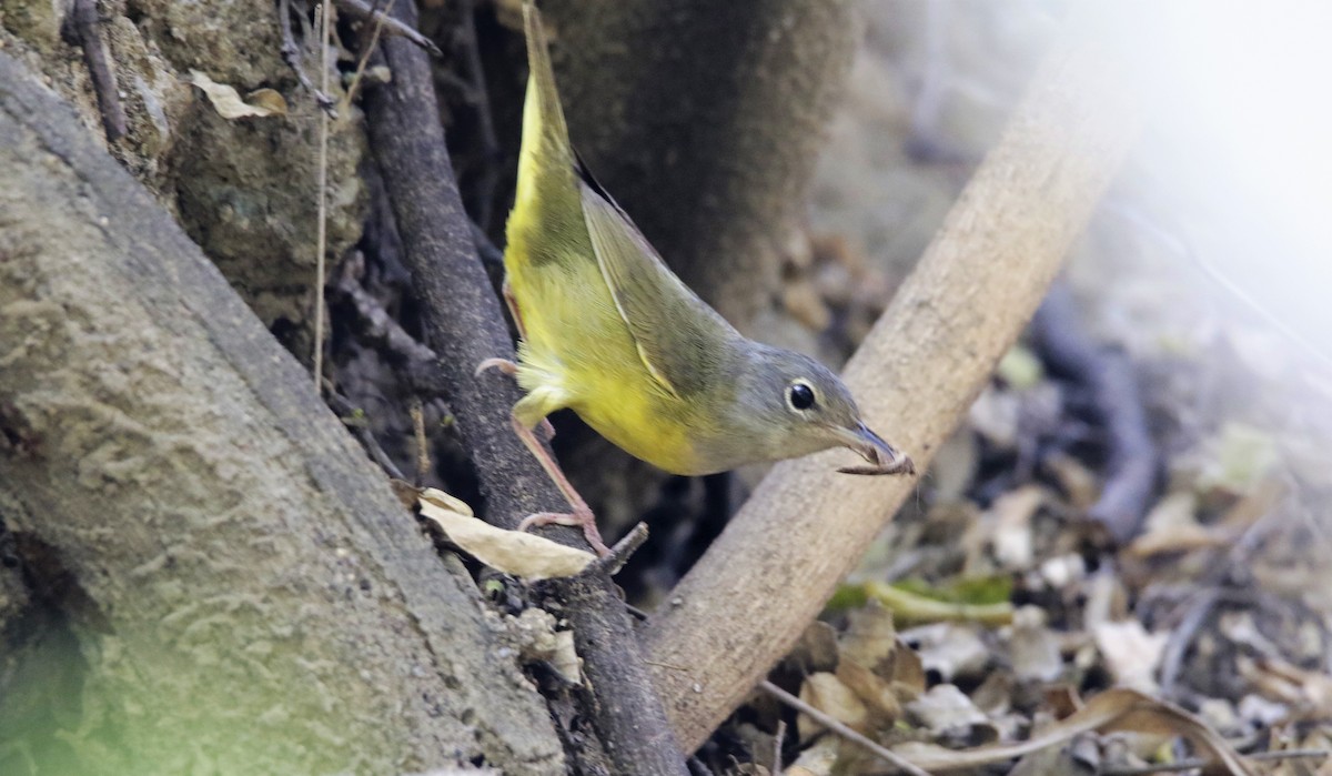 Graukopf-Waldsänger - ML619498819