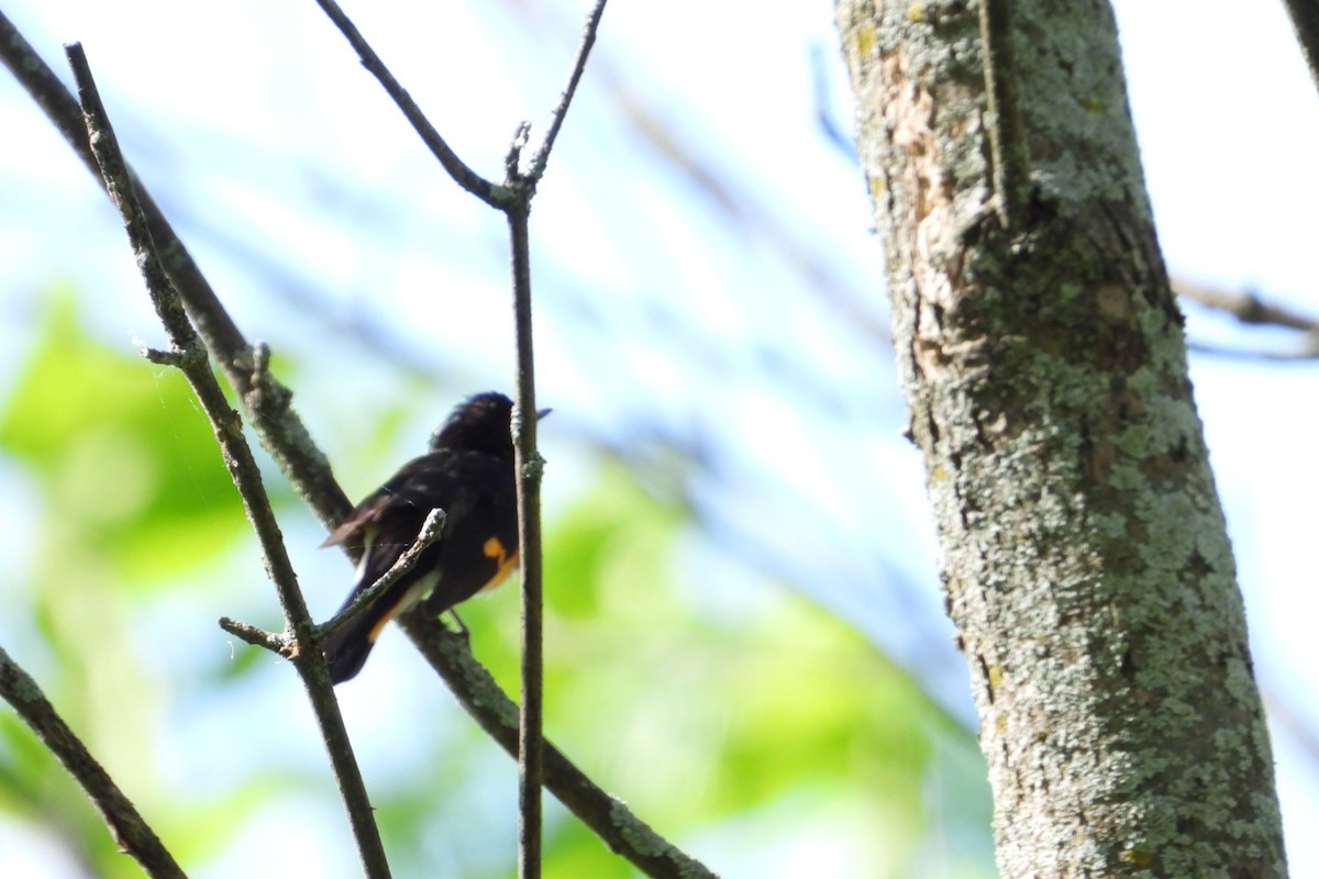 American Redstart - Marc antoine Lafrance