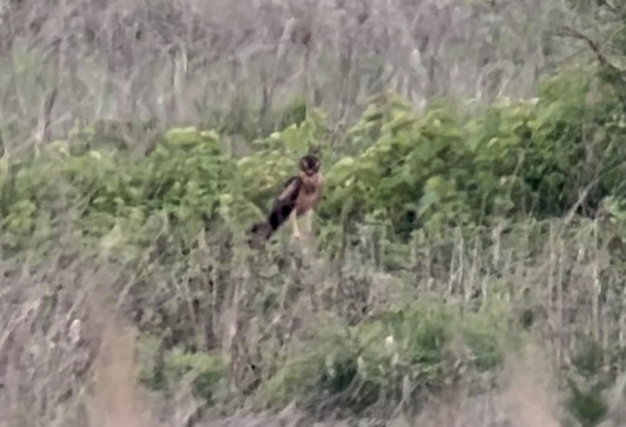 Montagu's Harrier - Patrick Finch