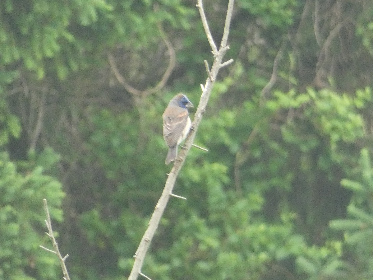 Blue Grosbeak - Al Guarente