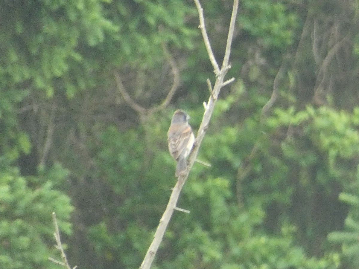 Blue Grosbeak - Al Guarente