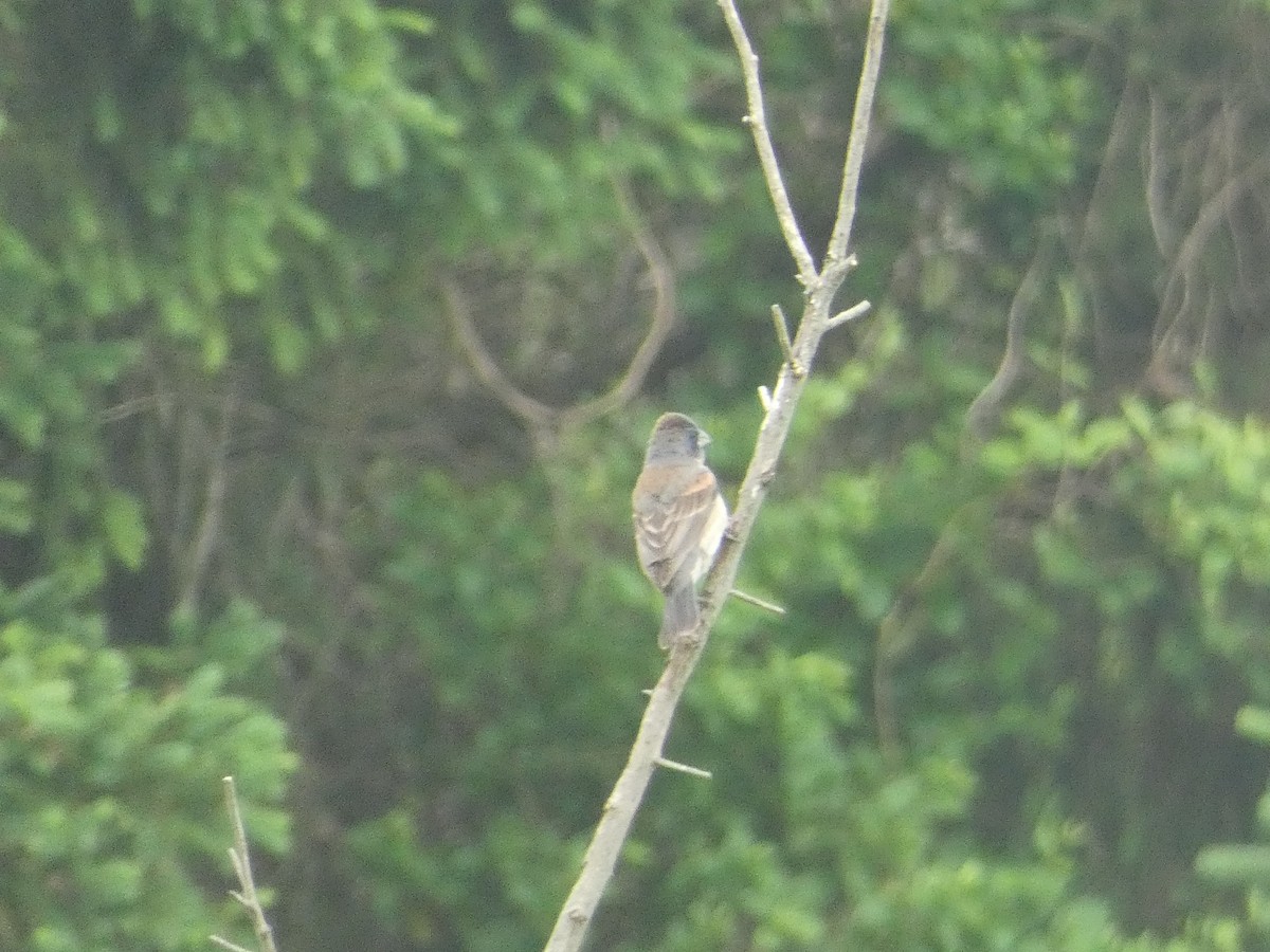 Blue Grosbeak - Al Guarente