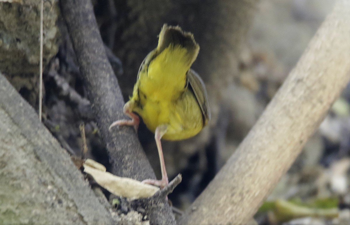 Mourning Warbler - FELIPE SAN MARTIN