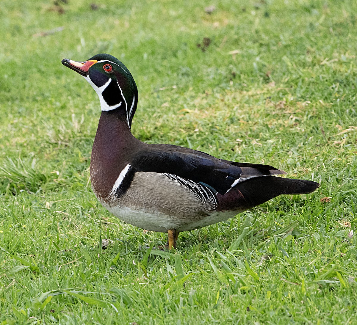 Wood Duck - Terry  Hurst