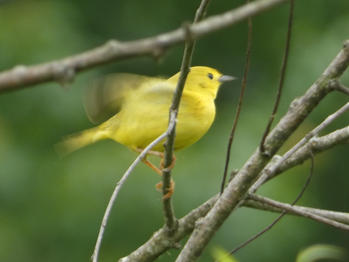 Yellow Warbler - Al Guarente