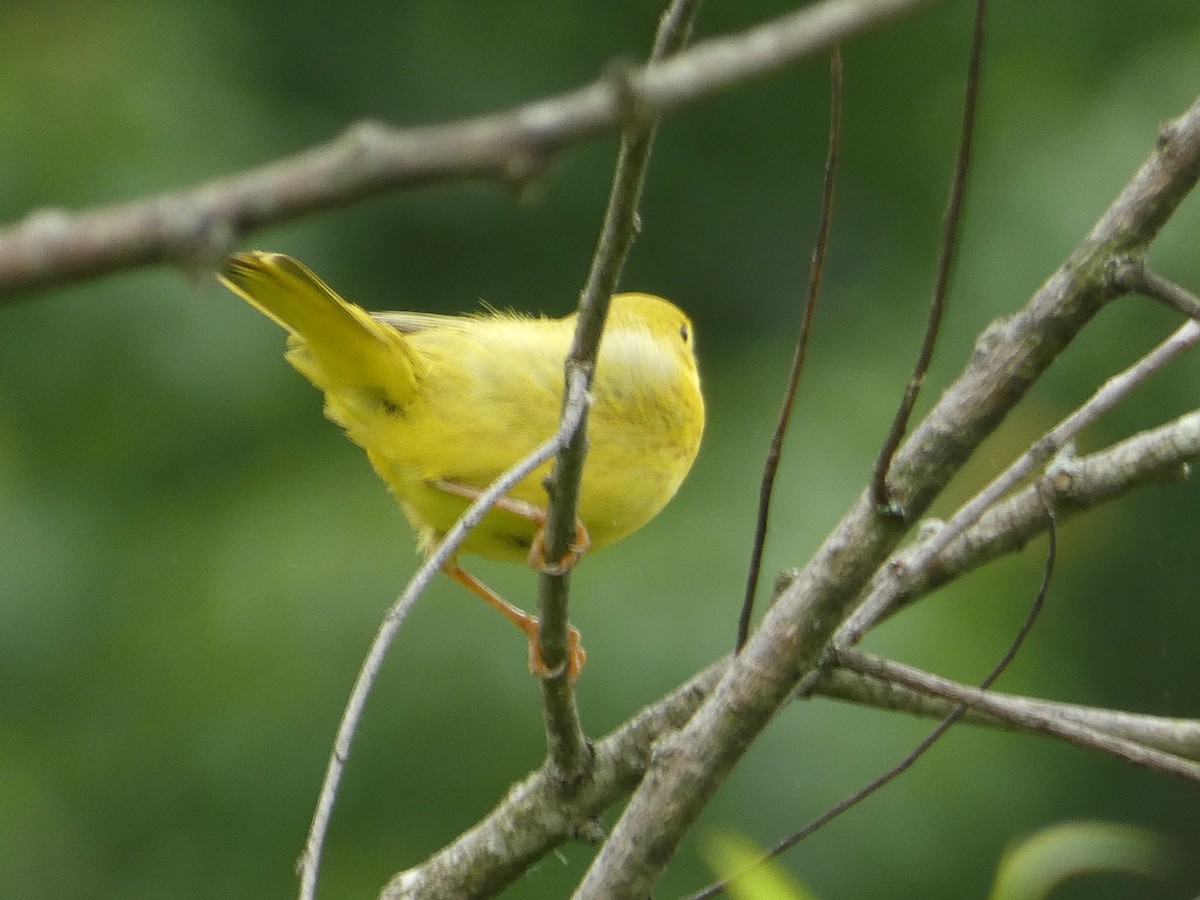 Yellow Warbler - Al Guarente