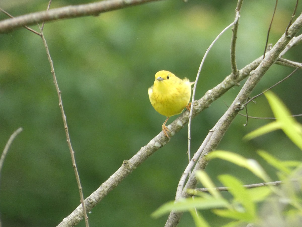 Yellow Warbler - Al Guarente
