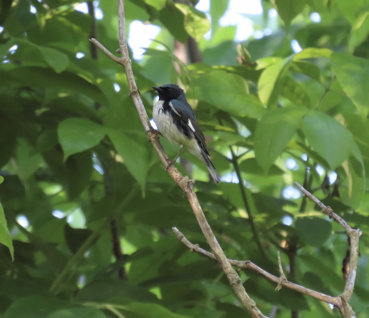 Black-throated Blue Warbler - Angie Trumbo