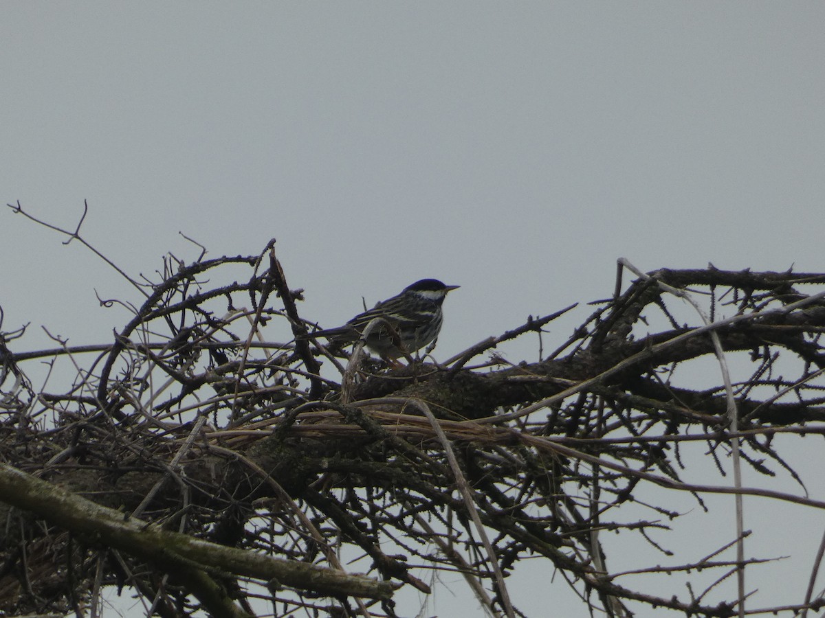 Blackpoll Warbler - Al Guarente