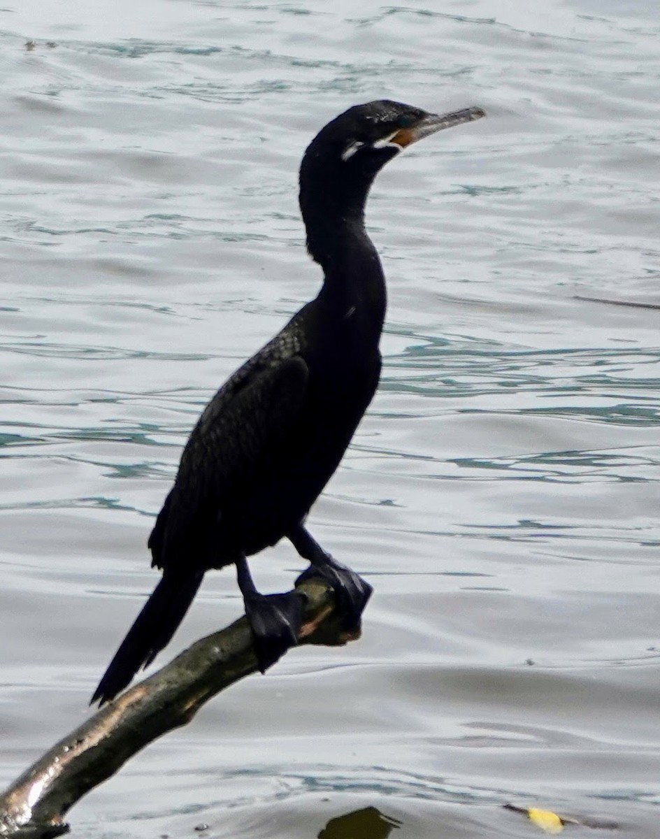 Neotropic Cormorant - Joseph Danza