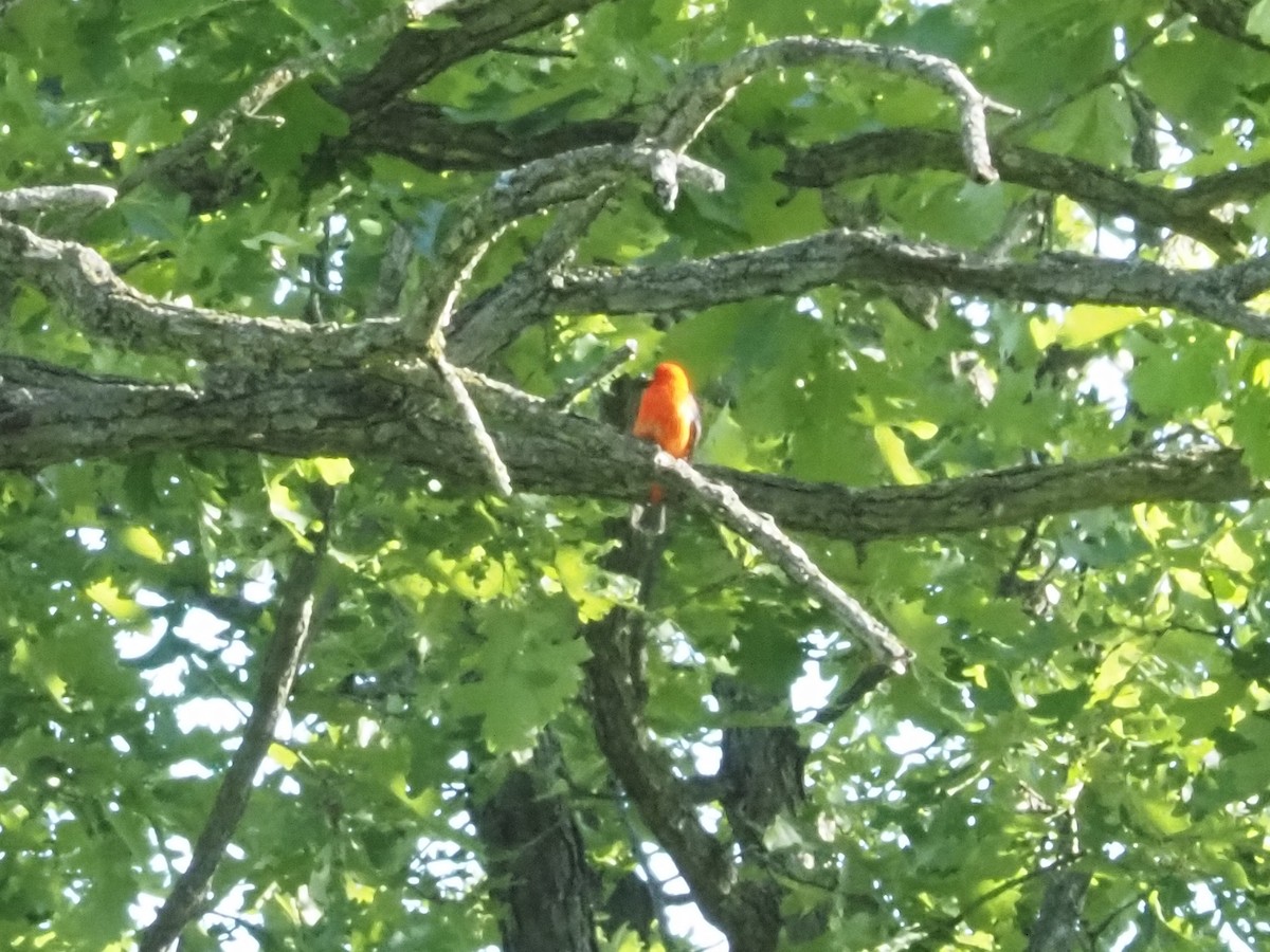 Scarlet Tanager - Bob Maddox