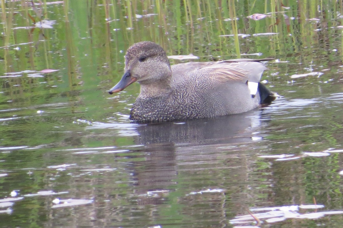 Gadwall - vic nelson