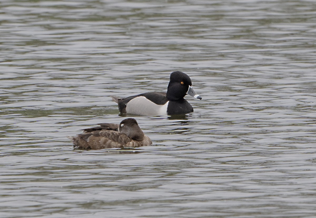 Ring-necked Duck - Terry  Hurst