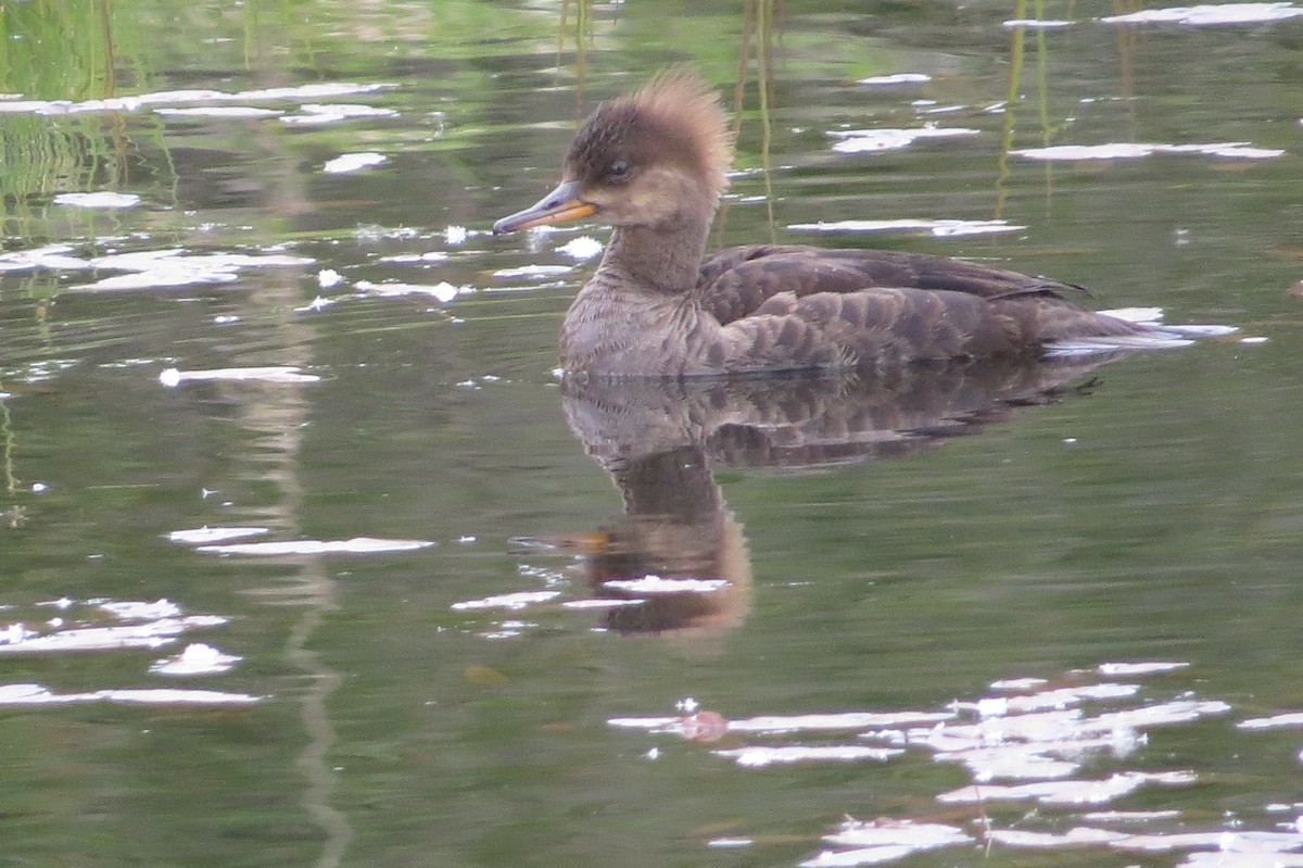 Hooded Merganser - vic nelson