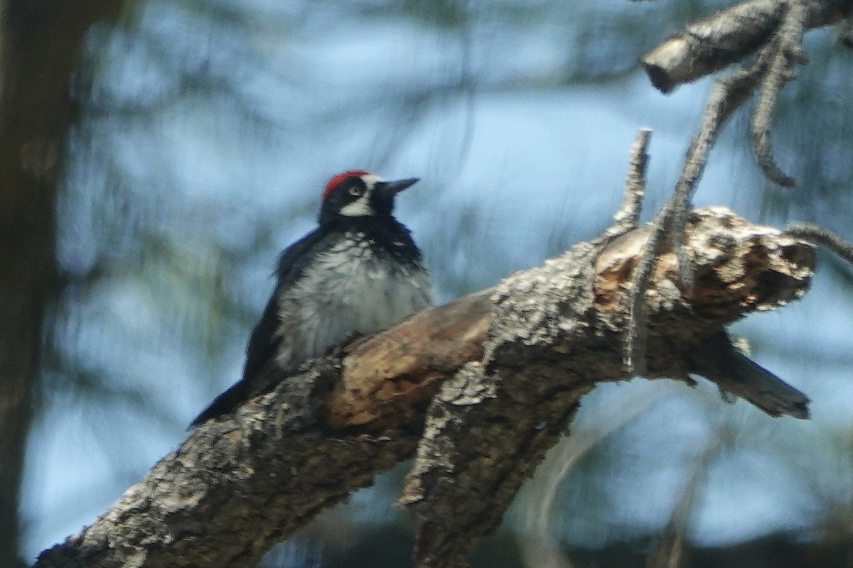 Acorn Woodpecker - Sara Griffith