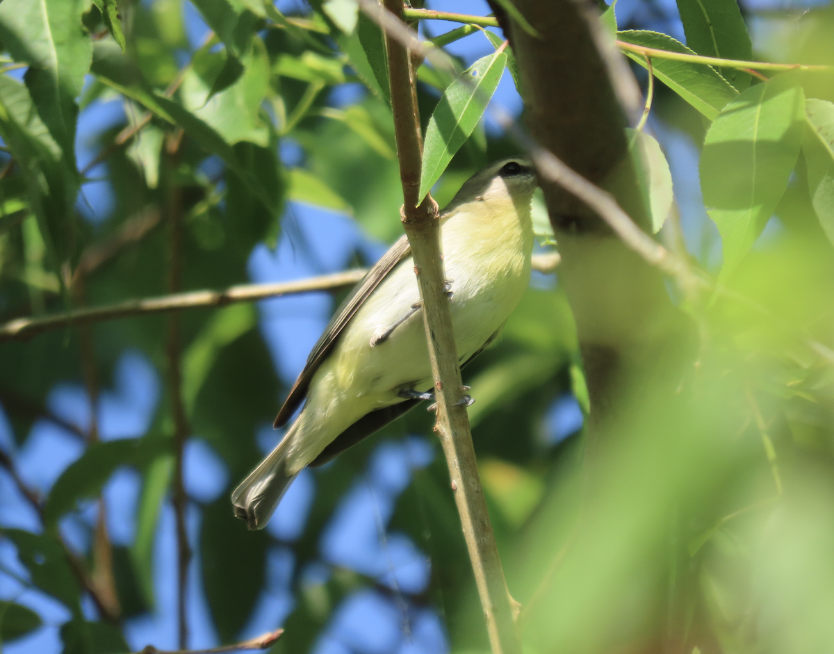 Philadelphia Vireo - Angie Trumbo