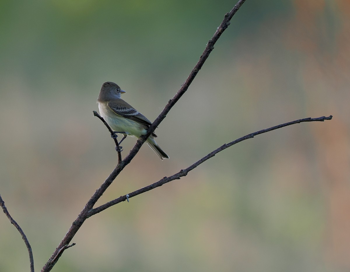 Willow Flycatcher - Jeanne Stoddard