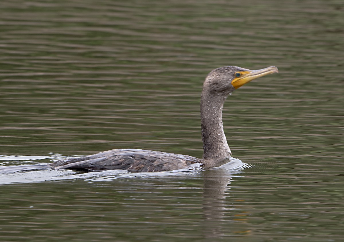 Double-crested Cormorant - Terry  Hurst