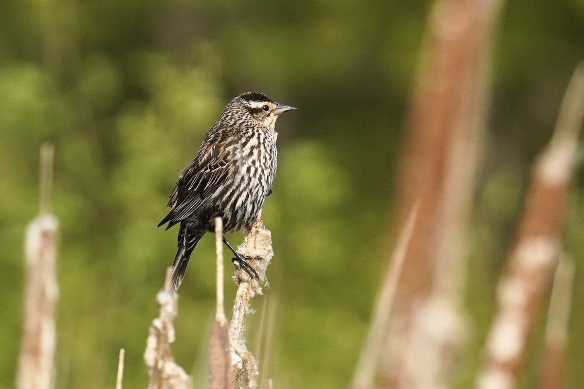 Red-winged Blackbird - ML619498888