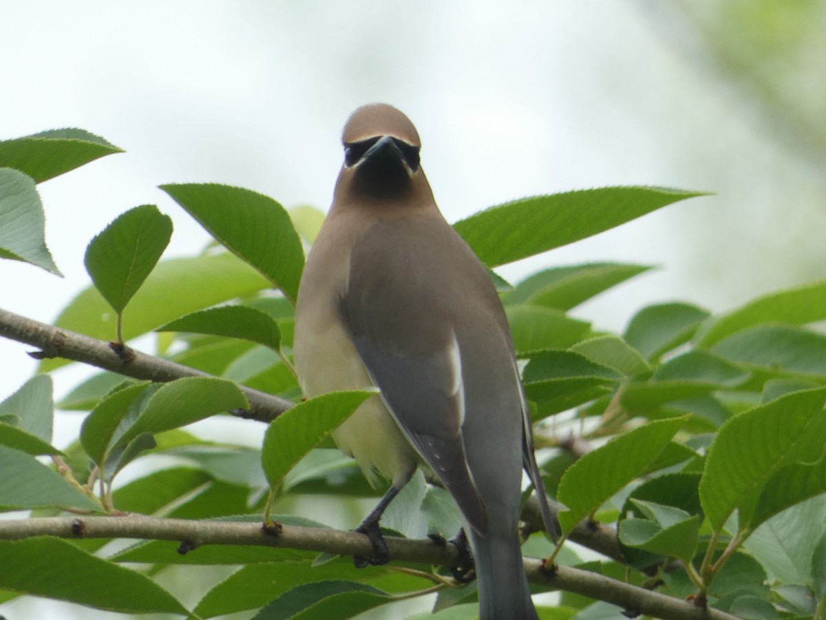 Cedar Waxwing - Al Guarente