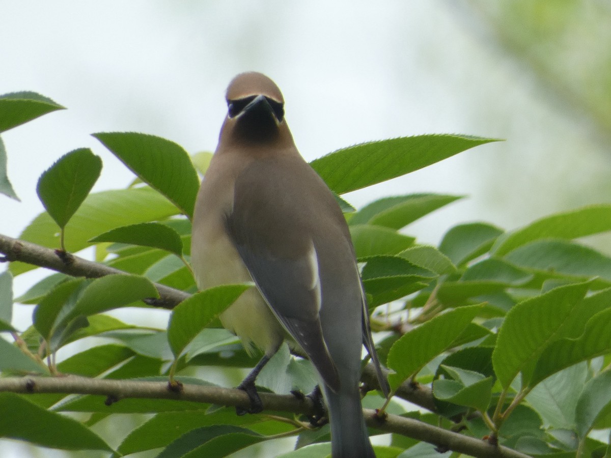 Cedar Waxwing - Al Guarente