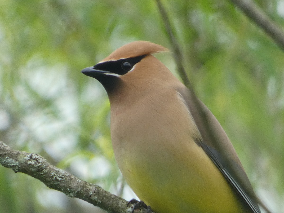 Cedar Waxwing - Al Guarente