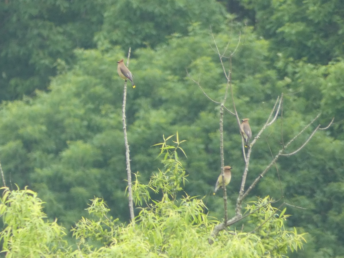 Cedar Waxwing - Al Guarente