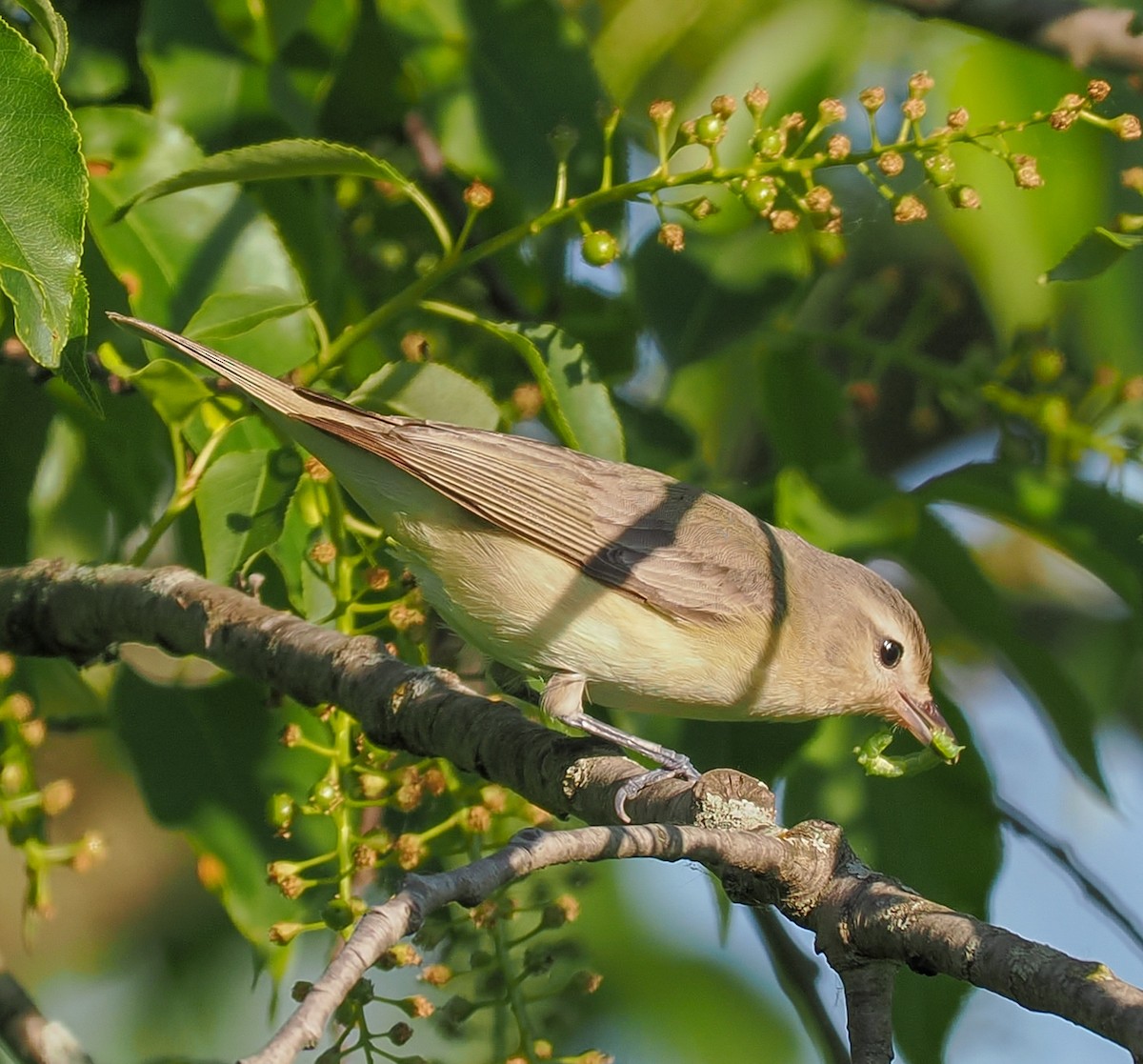 Warbling Vireo - Jeanne Stoddard