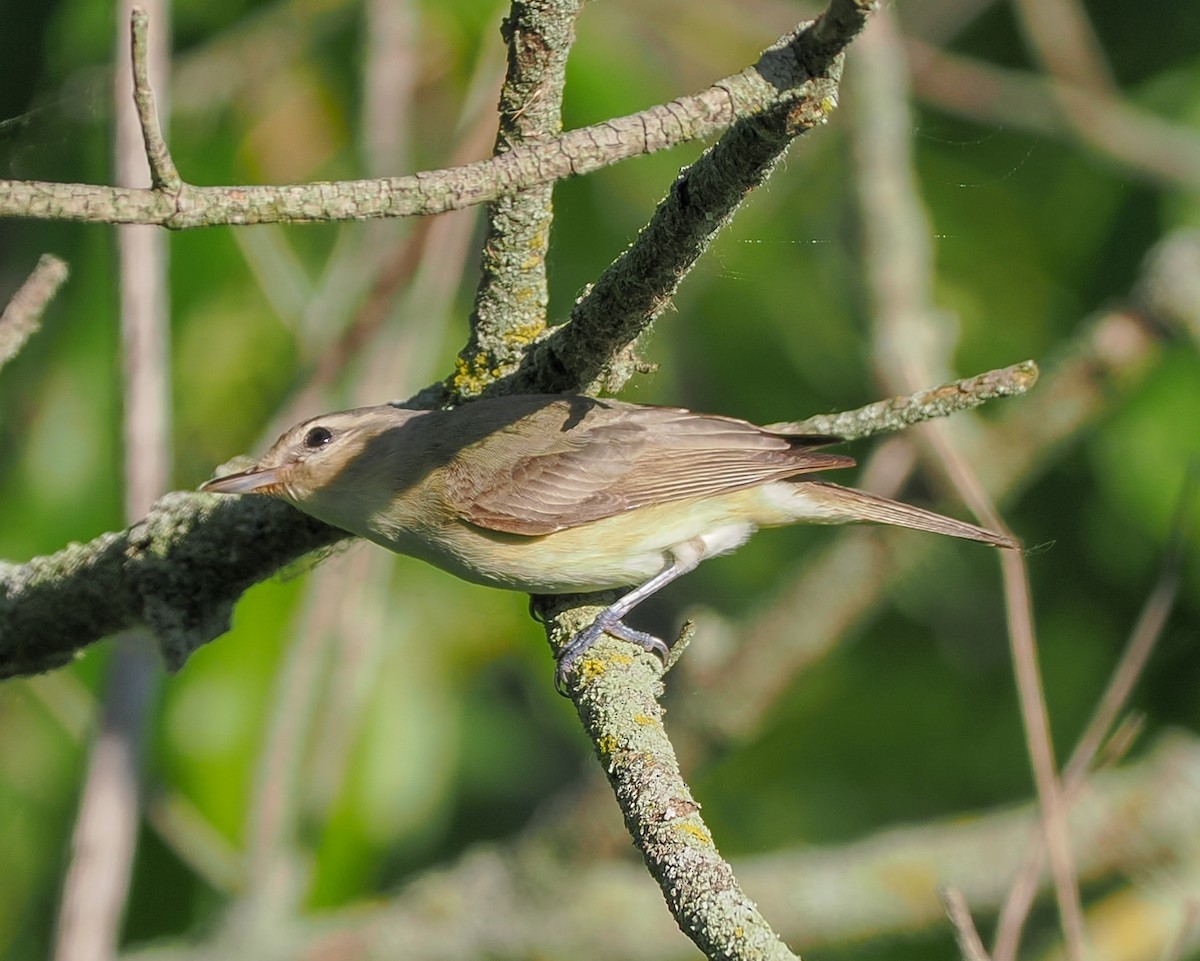 Warbling Vireo - Jeanne Stoddard