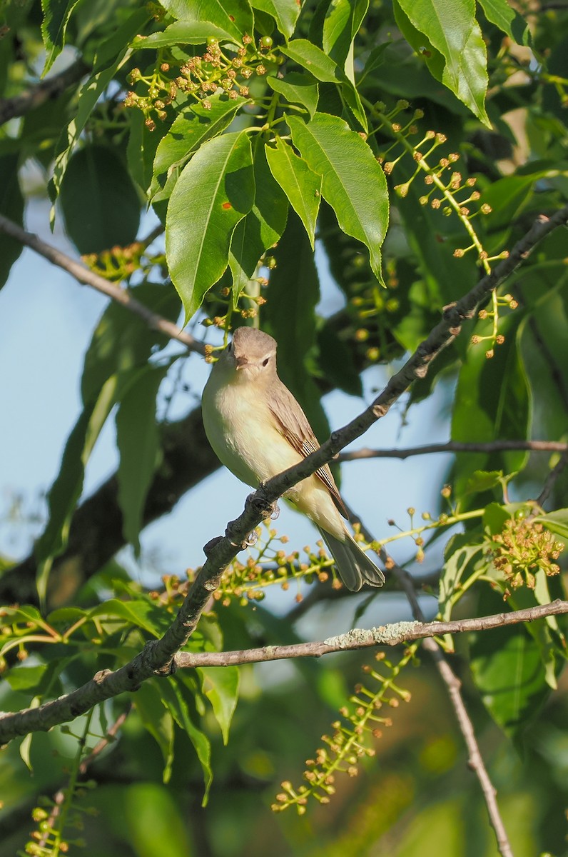 Warbling Vireo - Jeanne Stoddard