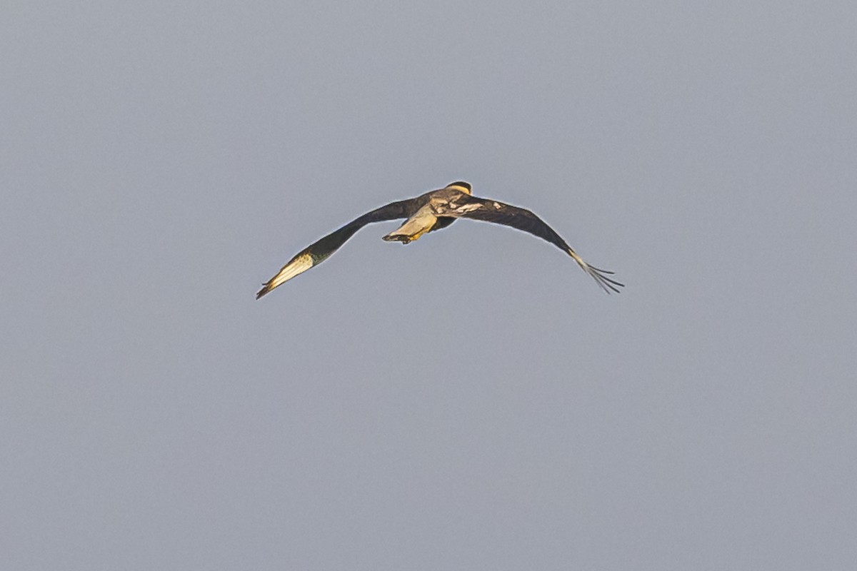 Crested Caracara - Amed Hernández