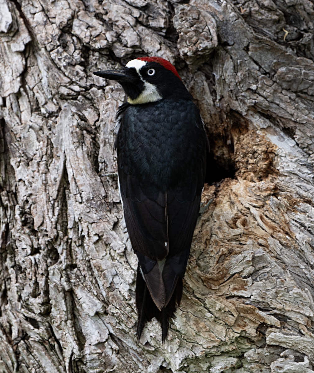 Acorn Woodpecker - Terry  Hurst