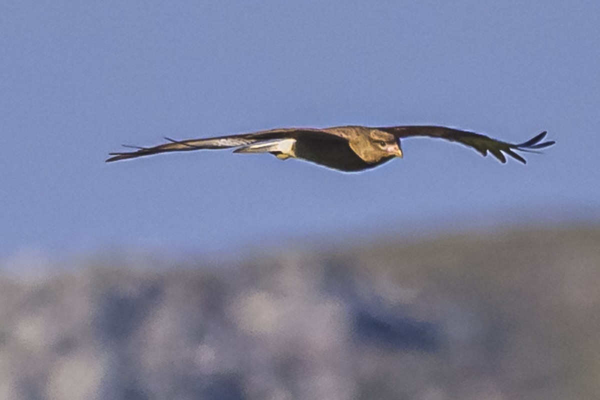 Chimango Caracara - Amed Hernández