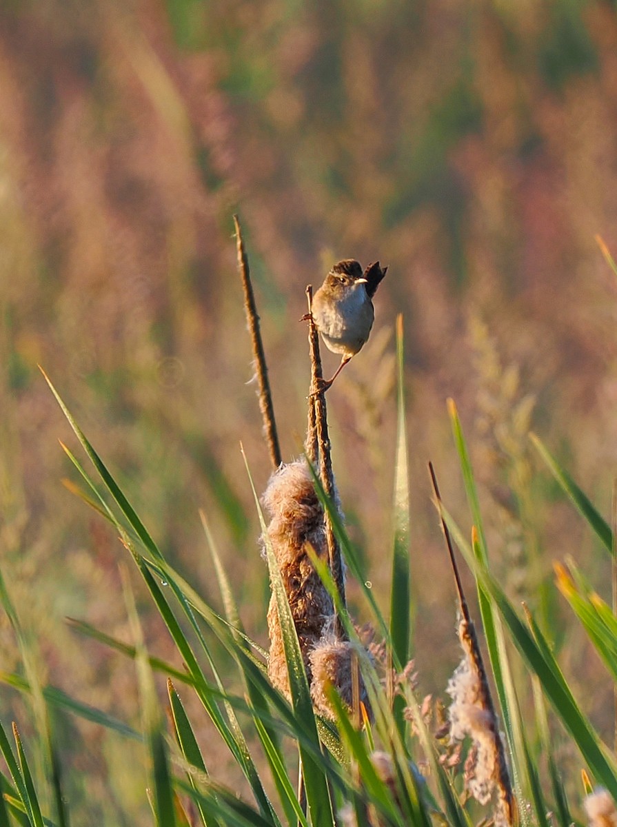 Marsh Wren - Jeanne Stoddard