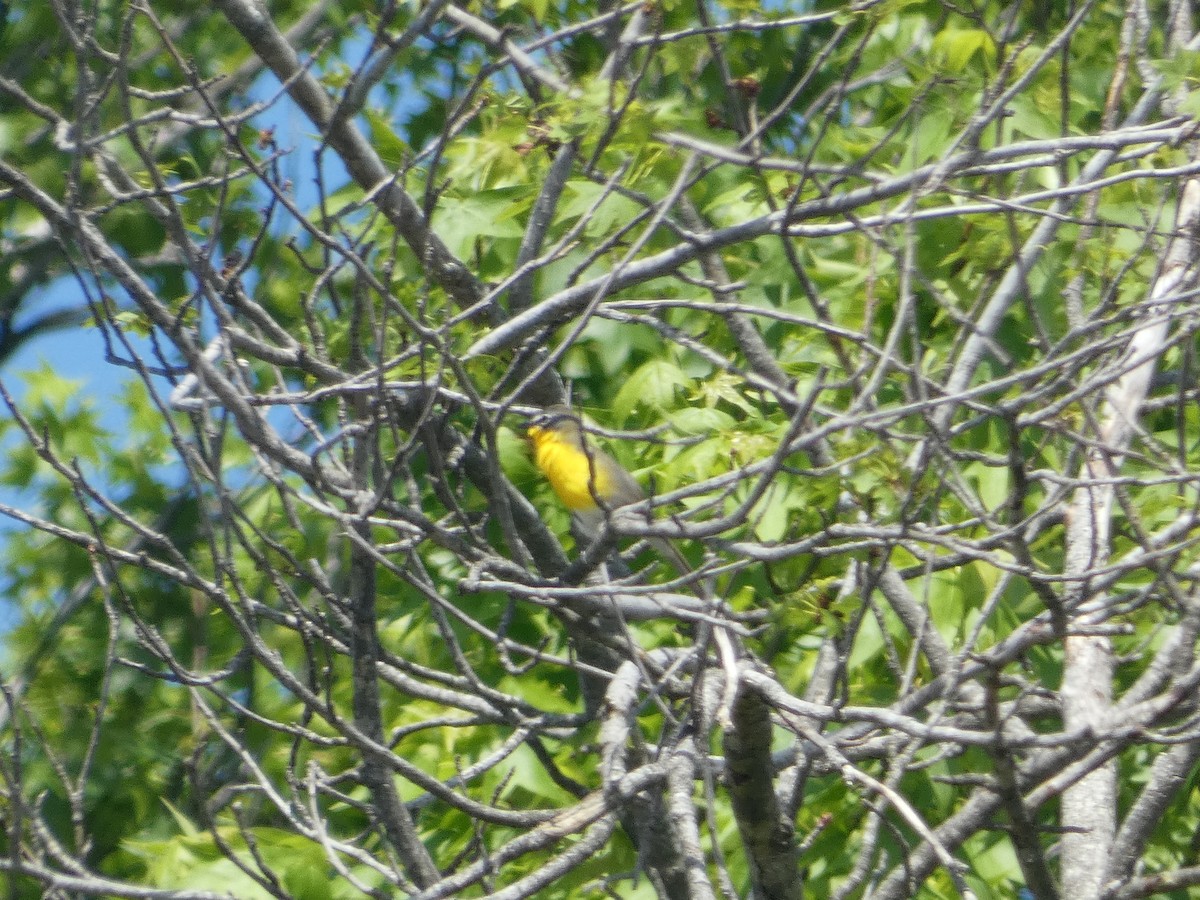 Yellow-breasted Chat - ML619498924