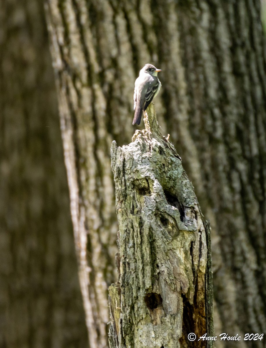 Eastern Wood-Pewee - Anne Houle