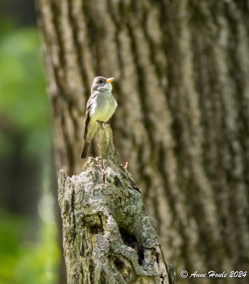 Eastern Wood-Pewee - Anne Houle